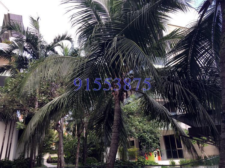 The Peak@Balmeg (D5), Condominium #121582942